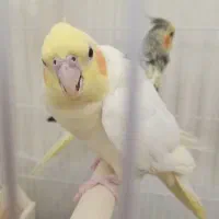 دو عدد عروس هلندی به همراه قفس