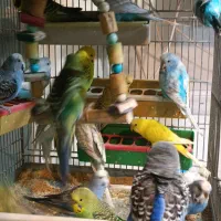 مرغ عشق انگلیسی