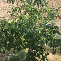گردو|خوردنی و آشامیدنی|زنجان, |دیوار