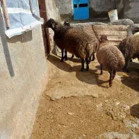 بره قوچ هترو چندقلوزا