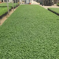 گلخانه تولید نشا در شیراز