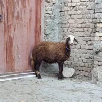 بره ماده