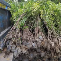 نهال شمشاد ترون