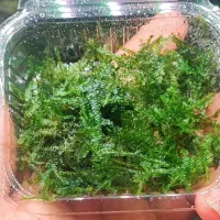 خزه کریسمس،ویپینگ ، مینی پرل