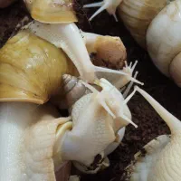 حلزون|خزنده|قم, نوقطار|دیوار