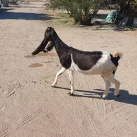 بز پتیری ابستن ۳ماه|حیوانات مزرعه|جیرفت, |دیوار