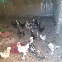 نیمچه پنچ ماهه سلطان