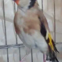 قناری و سهره ماده کار داده ۵ تخم معاوضه دارم با|پرنده|همدان, |دیوار