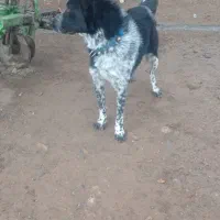 سگ قدرجونی اصل