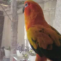 سان کانور|پرنده|تهران, جوادیه|دیوار
