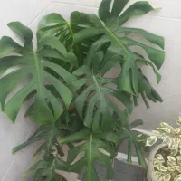 گل های طبیعی و زیبا|گل و گیاه طبیعی|دهگلان, |دیوار