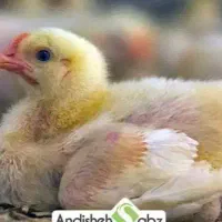 جوجه مرغ گوشتی نیم کیلویی