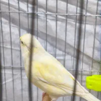 فروش قناری ماده|پرنده|مسجد سلیمان, |دیوار