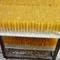 نبات شاخه و نی دار|فروشگاه و مغازه|شهرکرد, |دیوار