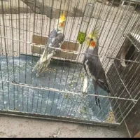 عروس هلندی|پرنده|رباط‌کریم, نصیرشهر|دیوار