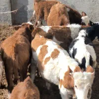 گوساله ۲۲۰ کیلویی