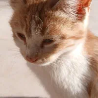 واگذاری بچه گربه