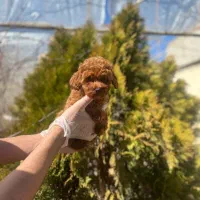 واگذاری توی پودل (رنگ قهوه ای تیره)