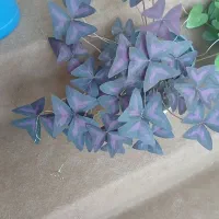 انواع گل طبیعی|گل و گیاه طبیعی|سقز, |دیوار