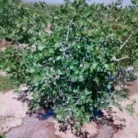 فروش باغ پسته با سند تک برگ در مامونیه