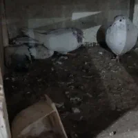 کبوتر  پرشی