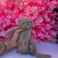 پت آپارتمانی رنگ خاص لیلاک اسکاتیش|گربه|بابل, |دیوار