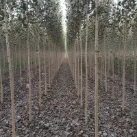 رشد سریع و بــازدهی بالا با نـهــال صــنــوبــر|خدمات باغبانی و درختکاری|رشت, نامجو|دیوار