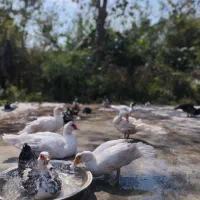 فروش اردک اسرائیلی سنگین‌وزن سالم و سرحال