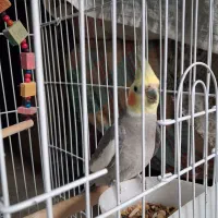 سلام معاوضه عروس هلندی