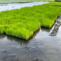 فروش توم باکسی