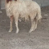 گوسفند وبره قوچ عراقی اصل داشتی
