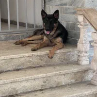 واگذاری سگ ژرمن ۷ ماهه نر