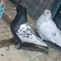 کبوتر سینه.زاغ آبادانی.سوسنی|پرنده|مرودشت, ابوذر جنوبی|دیوار