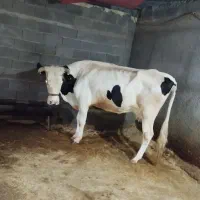 گاو و گوساله سیمینتال