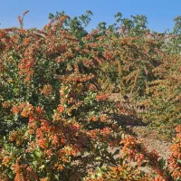 باغ با3ساعت آب مدار6و1600درخت چاه شادمان آرینشهر