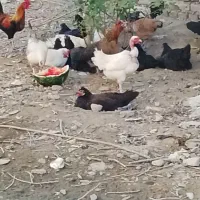 مرغ و خروس تخم گذار