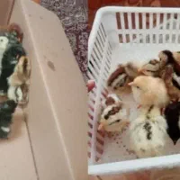 جوجه گلین|حیوانات مزرعه|یزد, |دیوار