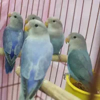 فروش طوطی برزیلی