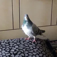 یه شهری سبز نر یقه بسته 700