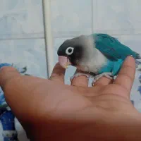 یک طوطی کوتوله|پرنده|ایرانشهر, |دیوار