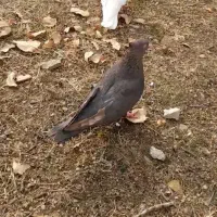 گمشده مژدگانی میدهم|پرنده|مریوان, |دیوار