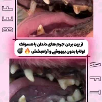 آرایشگاه حیوانات،آرایشگر حیوانات خانگی در ورامین|خدمات آرایشگری و زیبایی|ورامین, شهرک فاطمیه|دیوار