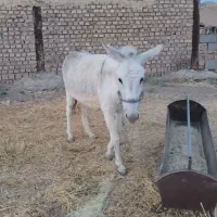 فروش خر ماده سفید|حیوانات مزرعه|کاشمر, |دیوار