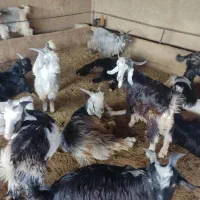 بیگ،بره ،گوشت بیگ ۶۴۰|حیوانات مزرعه|ایذه, |دیوار