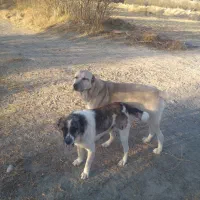 الاغ وسگ|حیوانات مزرعه|شیروان (خراسان), |دیوار