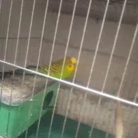 مرغ عشق بالغ