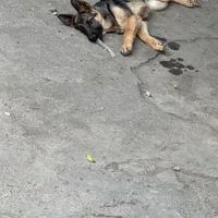 سگ ژرمن توله