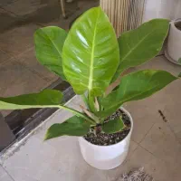 فروش گل تزیینی