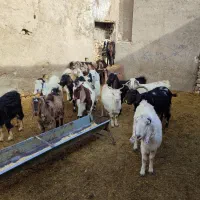 بز بزغاله دار و آبستن میش قوچ بره|حیوانات مزرعه|قم, شهر قائم|دیوار