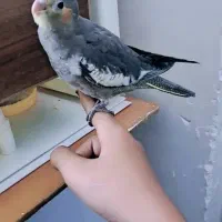 عروس هلندی|پرنده|مشهد, زمانه|دیوار